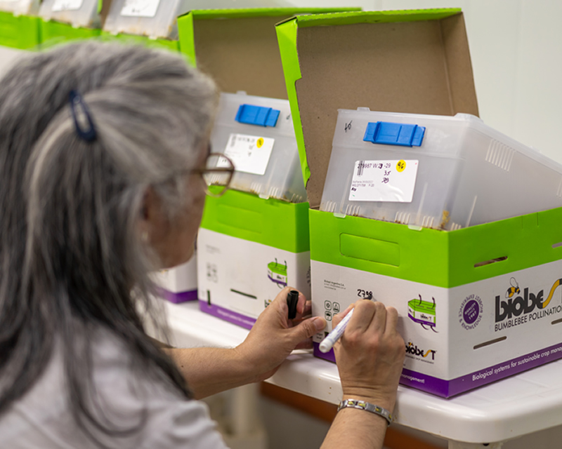 Colmena acondicionada lista para enviar al cultivo de destino