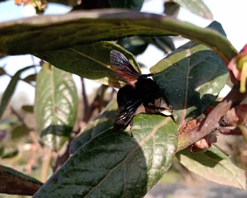 Polinización en arándano